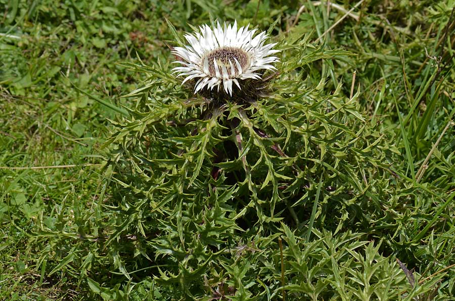 Carlina acaulis s.l. / Carlina bianca